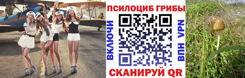 где найти   Морозовск  Галлюциногенные грибы GOLDEN TEACHER 